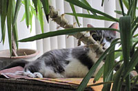 Diamond in the Ruff Cat Grooming
