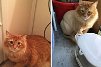 Diamond in the Ruff Cat Grooming