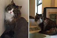 Diamond in the Ruff Cat Grooming