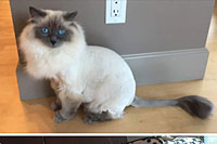 Diamond in the Ruff Cat Grooming