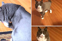 Diamond in the Ruff Cat Grooming