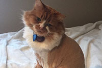 Diamond in the Ruff Cat Grooming