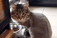 Diamond in the Ruff Cat Grooming