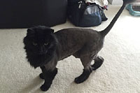 Diamond in the Ruff Cat Grooming