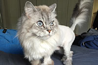 Diamond in the Ruff Cat Grooming