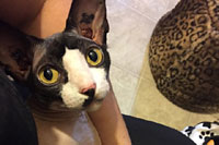 Diamond in the Ruff Cat Grooming