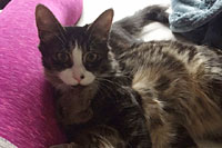 Diamond in the Ruff Cat Grooming